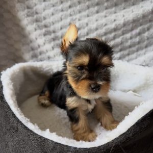 scout