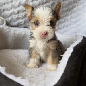 zeus